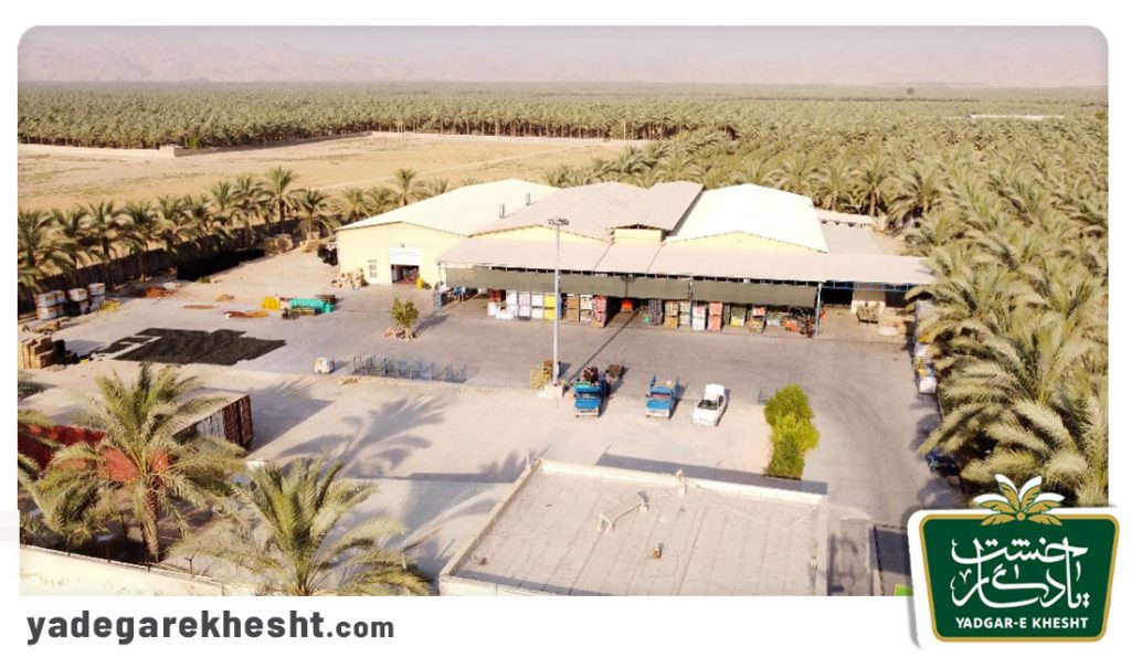 ویژگی های رطب تازه
