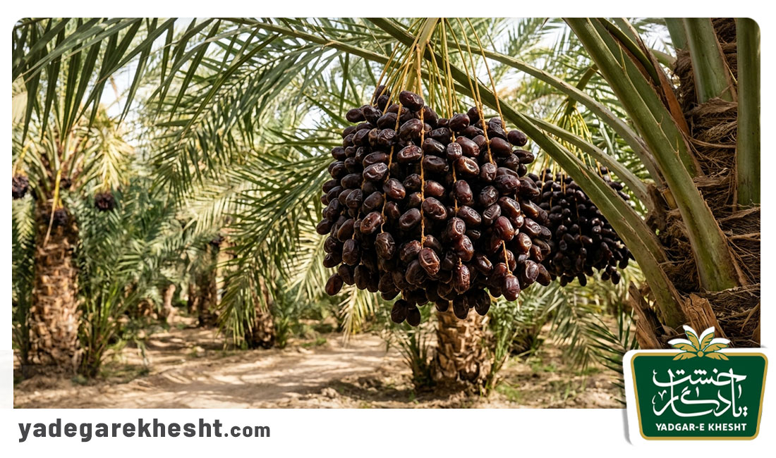 بازار رطب مضافتی در ایران